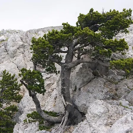 Tana Libera Tutti 3 Nature, Yourself,